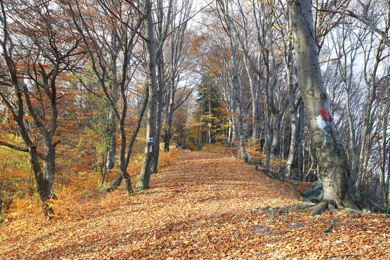 Late autumn on Cozla Mountain 2013