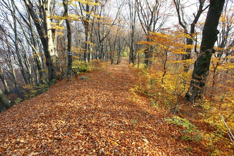 Late autumn on Cozla Mountain 2013