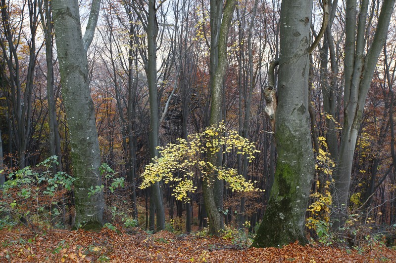 Late autumn on Cozla Mountain 2013