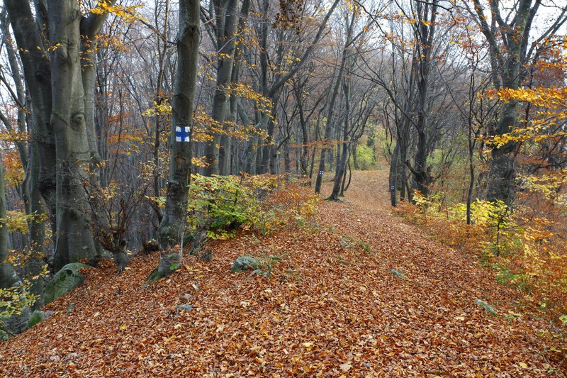 Late autumn on Cozla Mountain 2013