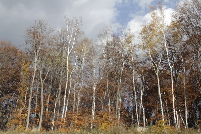 Late autumn on Cozla Mountain 2013