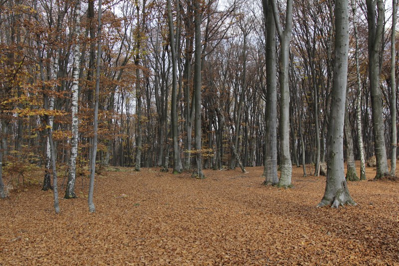 Late autumn on Cozla Mountain 2013