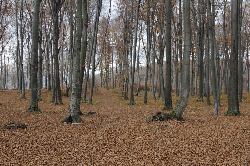 Late autumn on Cozla Mountain 2013