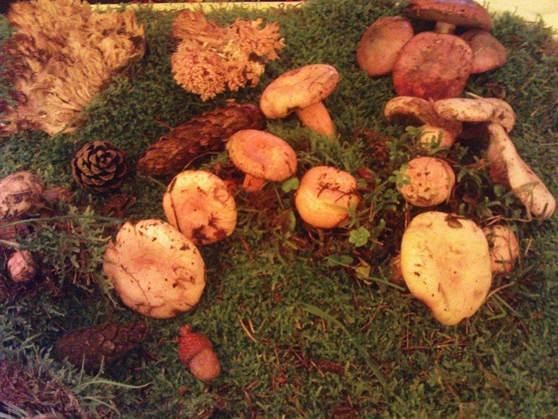 Romania Turism - Festivalul Fructelor de Padure 2008