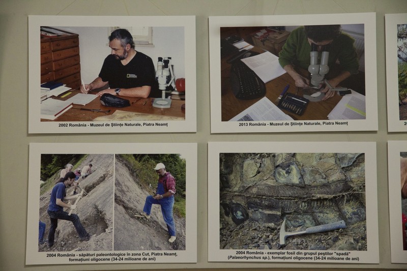 Expozitie de pesti fosili din Europa 2014