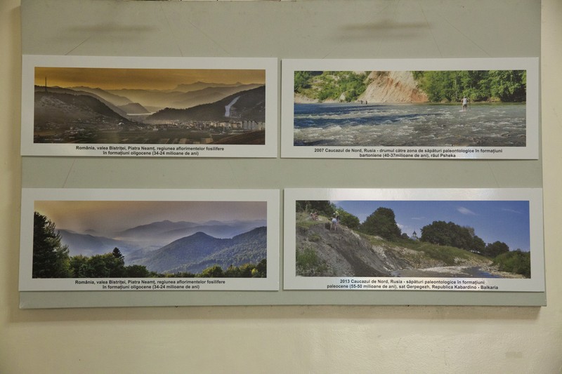 Expozitie de pesti fosili din Europa 2014