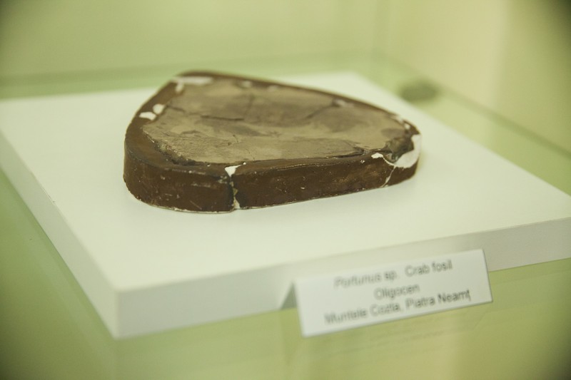 Expozitie de pesti fosili din Europa 2014