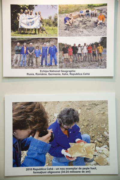 Expozitie de pesti fosili din Europa 2014