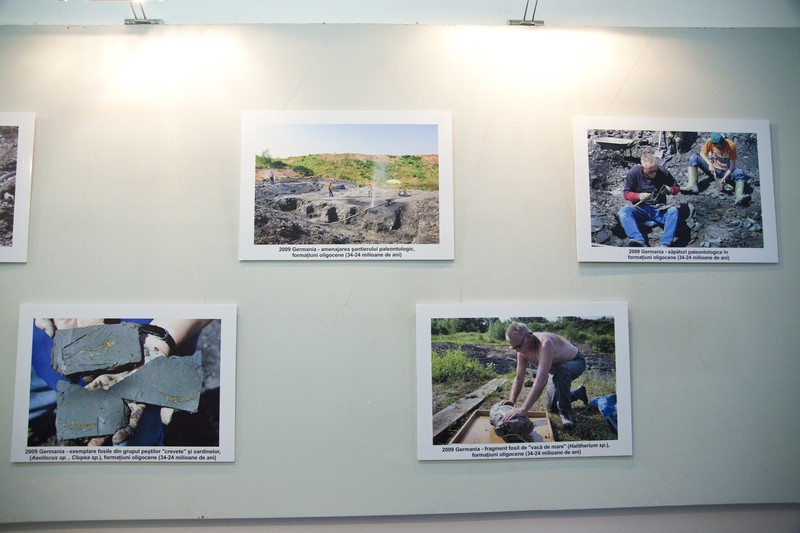 Expozitie de pesti fosili din Europa 2014