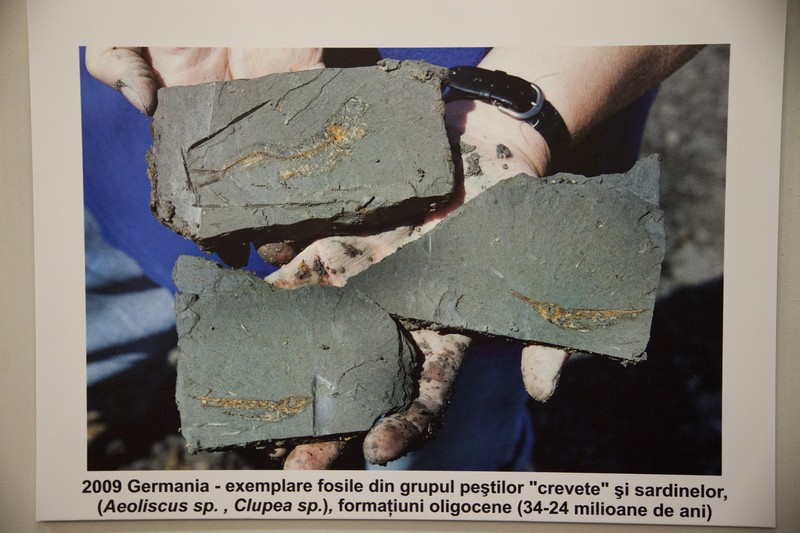 Expozitie de pesti fosili din Europa 2014
