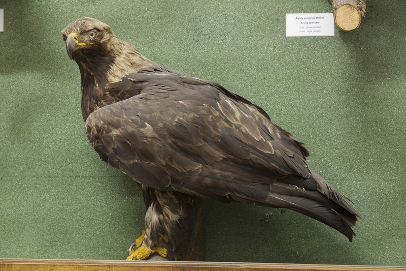 Expozitia de pasari de la Muzeul de Stiinte Naturale din Piatra Neamt