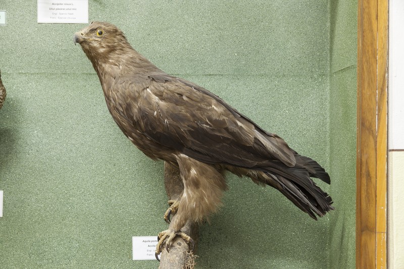 The birds exhibition from the Natural Science Museum from Piatra Neamt