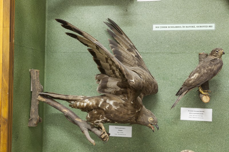 The birds exhibition from the Natural Science Museum from Piatra Neamt
