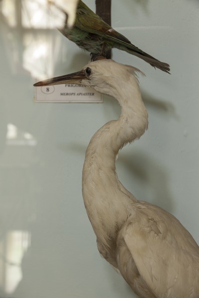 The birds exhibition from the Natural Science Museum from Piatra Neamt