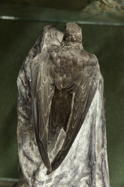 The birds exhibition from the Natural Science Museum from Piatra Neamt