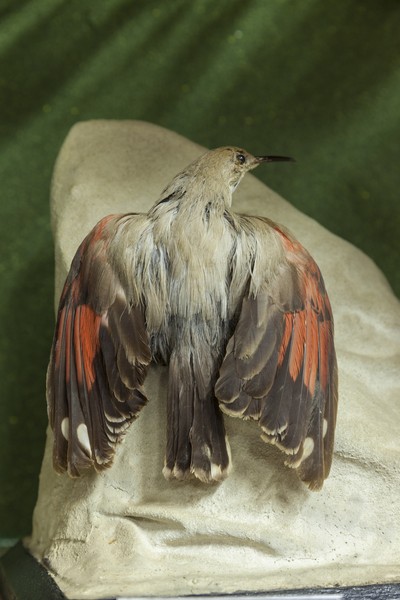 The birds exhibition from the Natural Science Museum from Piatra Neamt