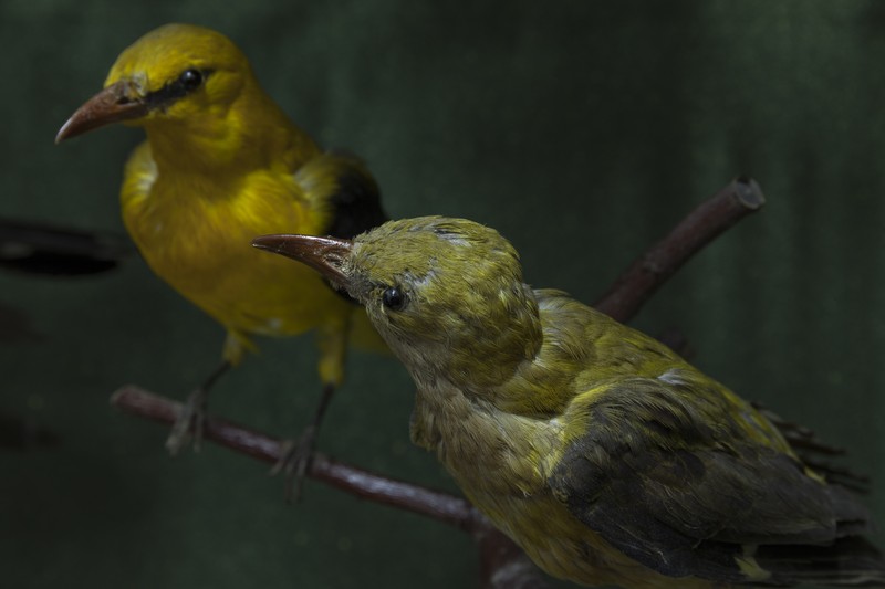 The birds exhibition from the Natural Science Museum from Piatra Neamt