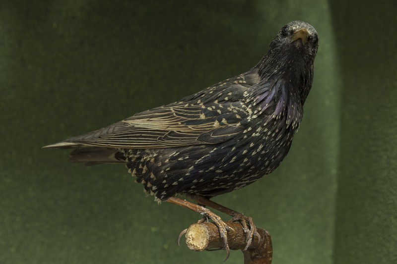 The birds exhibition from the Natural Science Museum from Piatra Neamt