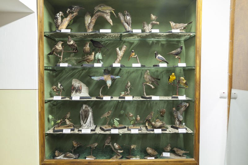 The birds exhibition from the Natural Science Museum from Piatra Neamt