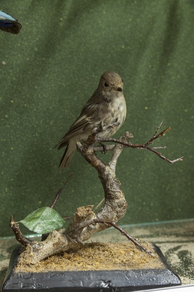 The birds exhibition from the Natural Science Museum from Piatra Neamt