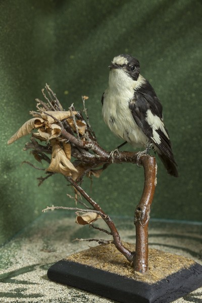 The birds exhibition from the Natural Science Museum from Piatra Neamt