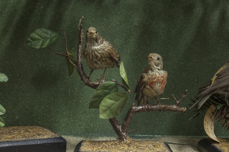 The birds exhibition from the Natural Science Museum from Piatra Neamt