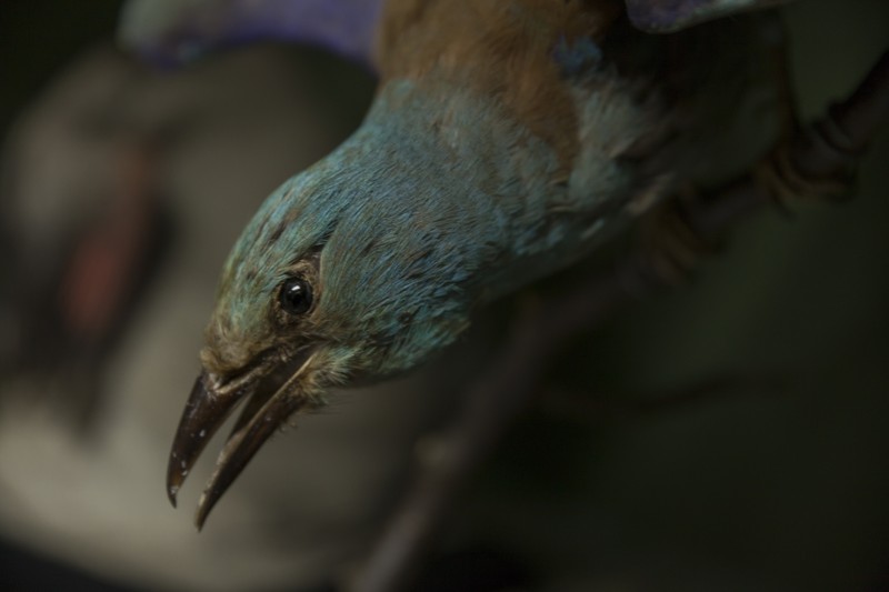 The birds exhibition from the Natural Science Museum from Piatra Neamt