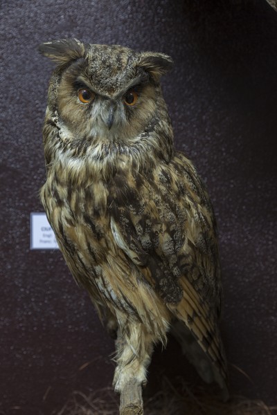 The birds exhibition from the Natural Science Museum from Piatra Neamt