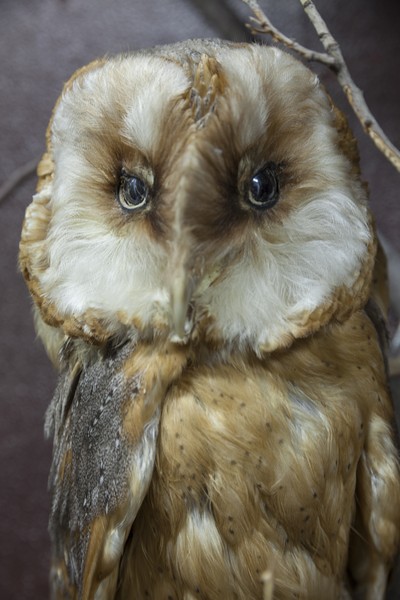The birds exhibition from the Natural Science Museum from Piatra Neamt