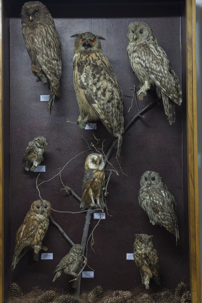 The birds exhibition from the Natural Science Museum from Piatra Neamt