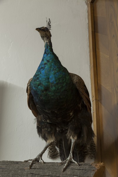 The birds exhibition from the Natural Science Museum from Piatra Neamt