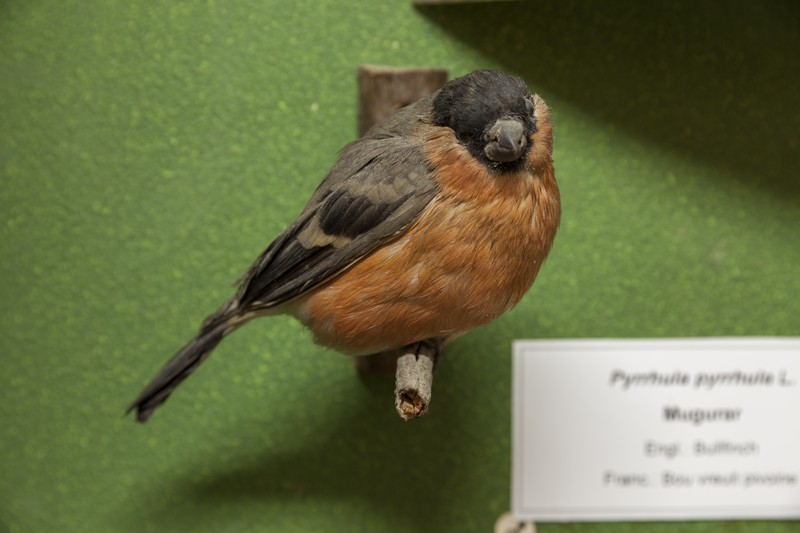 The birds exhibition from the Natural Science Museum from Piatra Neamt