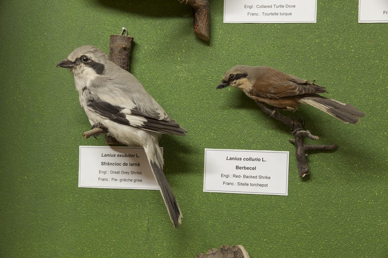 The birds exhibition from the Natural Science Museum from Piatra Neamt