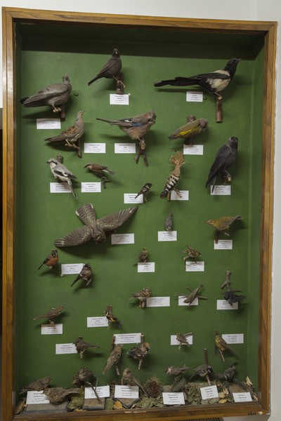 The birds exhibition from the Natural Science Museum from Piatra Neamt