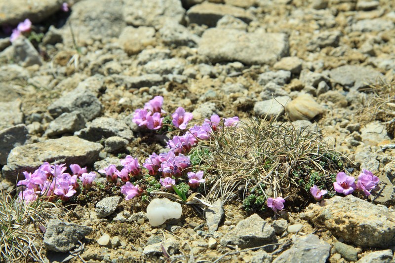 Cararile Ceahlauluit