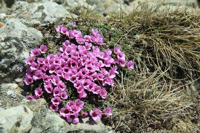 Cararile Ceahlauluit