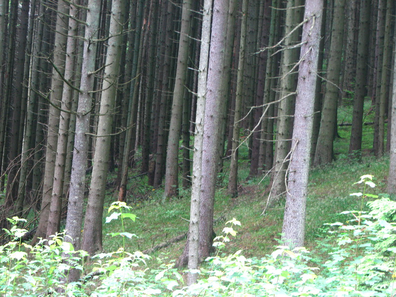 IMG_6190_resize