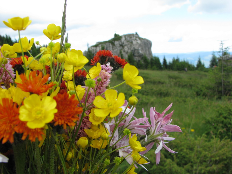 IMG_6385_resize