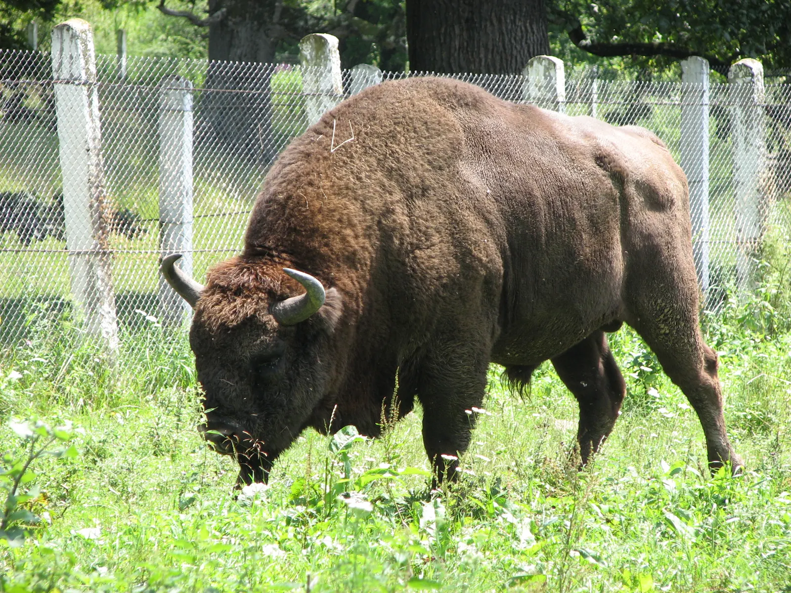 Photo 2 of 3, Dragoș Vodă Bison and Carpathian Wildlife Reserve
