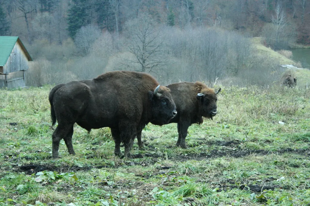 Photo 3 of 3, Dragoș Vodă Bison and Carpathian Wildlife Reserve